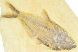 Detailed Fossil Fish (Diplomystus) - Wyoming #367554-1